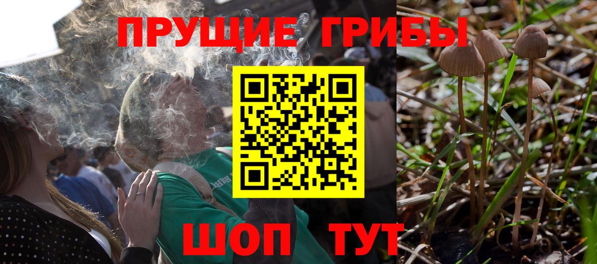 хочу   Псилоцибиновые грибы Psilocybine cubensis  Гудермес  Вход с VPN  Галлюциногенные грибы Psilocybe 